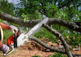 Best Weed Control  in Allen, TX